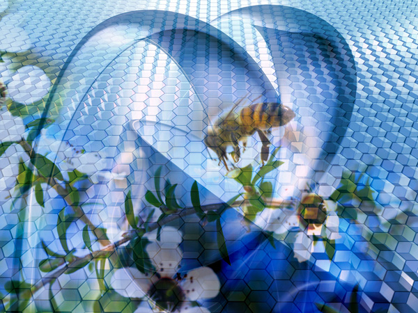 Mật ong hoa Manuka có đặc tính kháng virus và kháng khuẩn cực cao