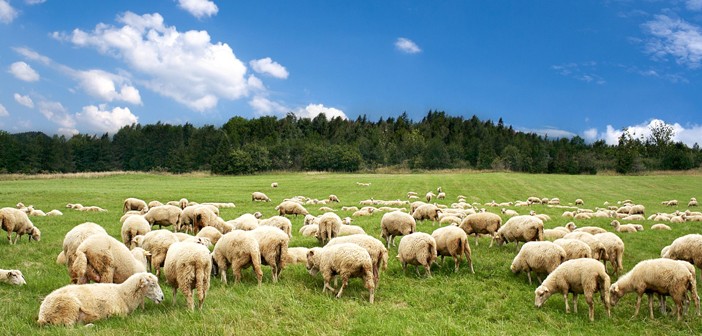 Nhau thai cừu cần có nguồn gốc sạch